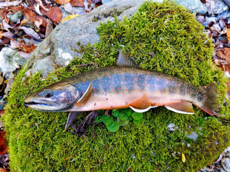 Арктический голец Salvelinus Alpinus