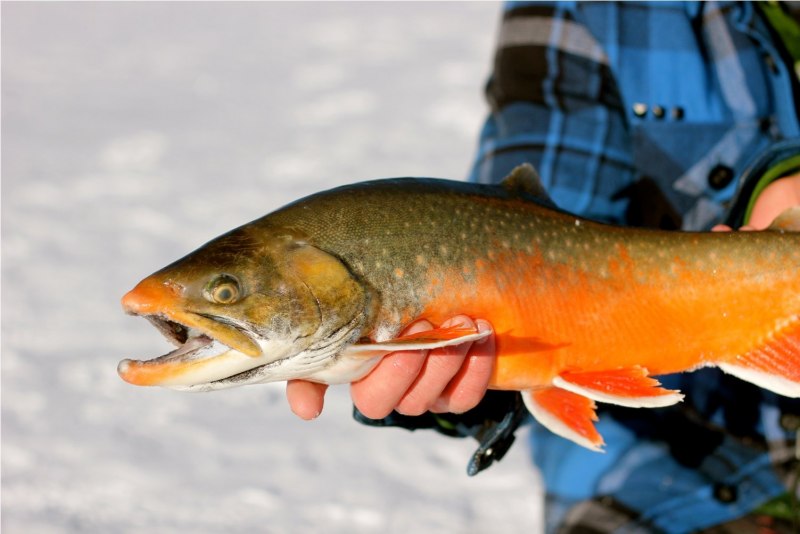 Арктический голец Salvelinus Alpinus