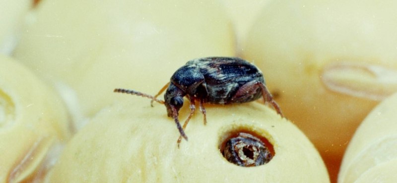 Зерновки рода callosobruchus