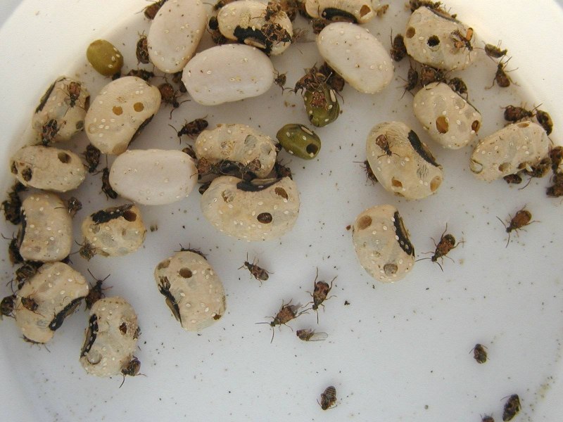 Зерновка рода калособрухус (callosobruchus SPP. L.).