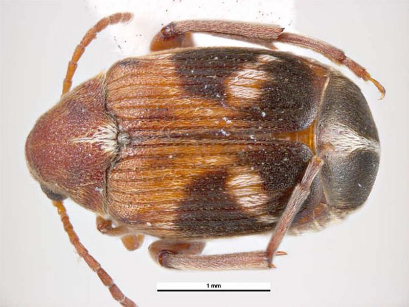 Bruchidius marginalis