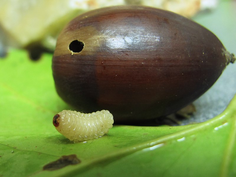Плодожорка Гороховая (Laspeyresia nigricana)