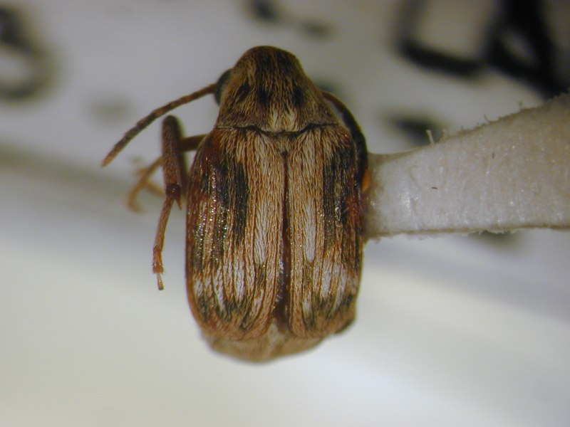 Callosobruchus maculatus