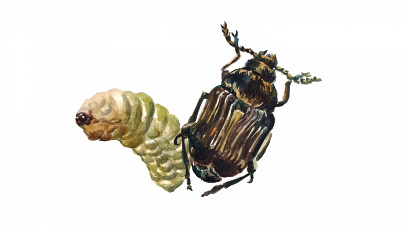 Азиатская многоядная Зерновка — callosobruchus analis l.
