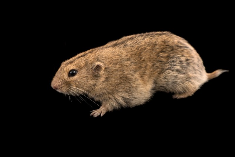 Сибирский лемминг