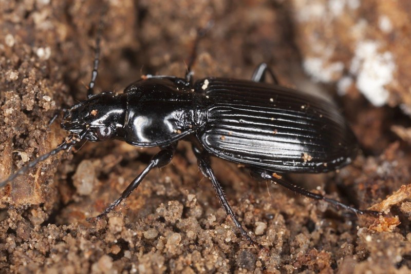 Meloe proscarabaeus