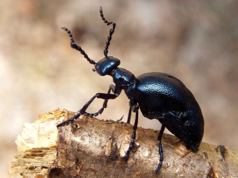Венгерская жужелица - Carabus Hungaricus, 1792