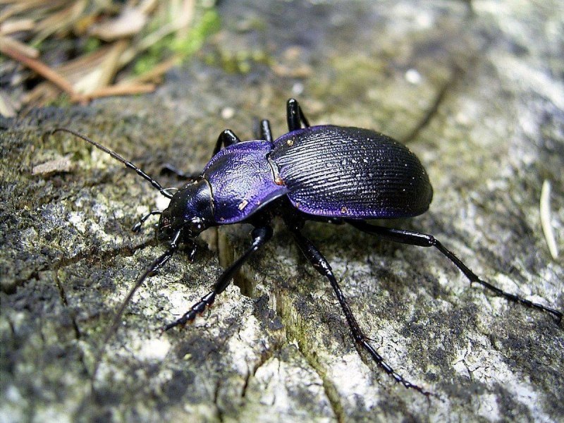 Caterpillar-Hunter Beetles насекомое