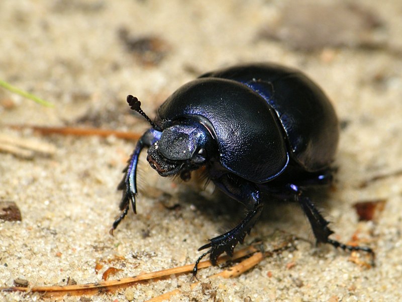 Жесткокрылые (Coleoptera)