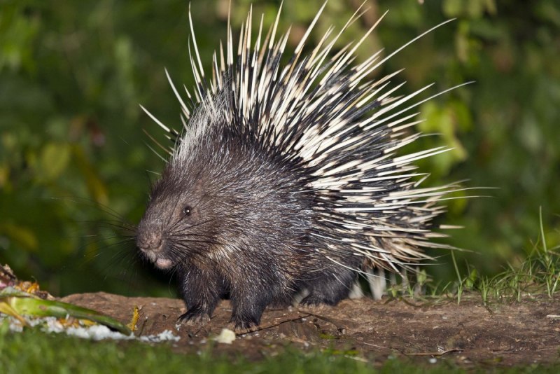 Hystrix Brachyura