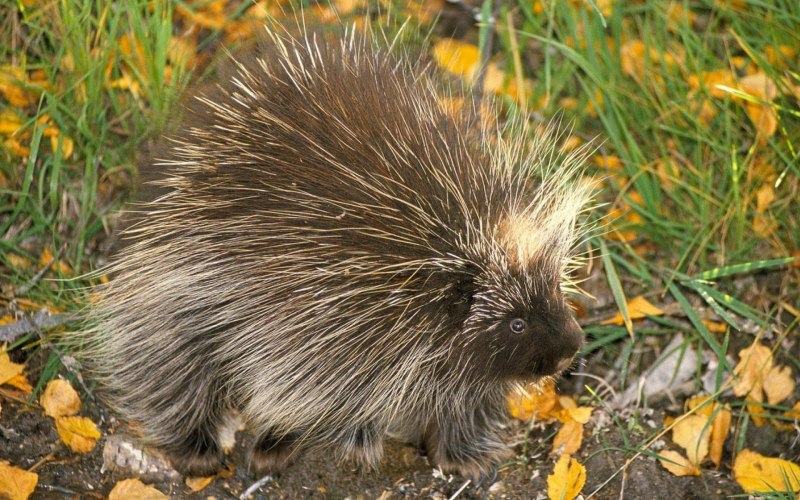 Индийский Дикобраз hystrix Indica