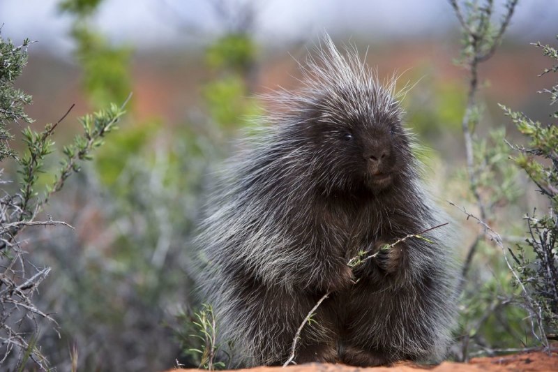 Дикобраз hystrix cristata