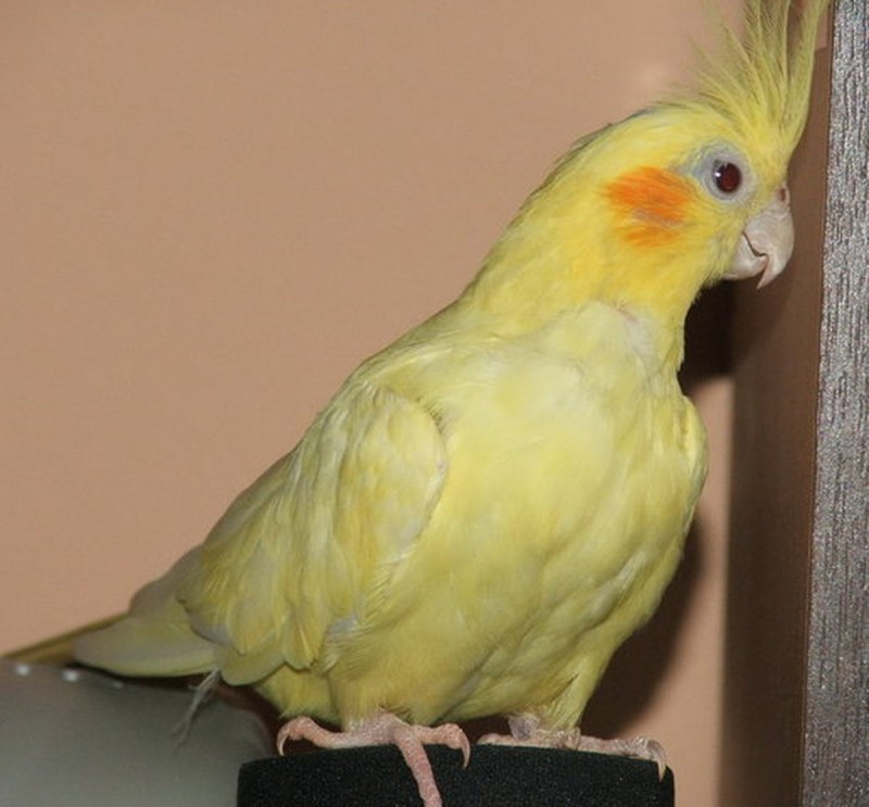 Корелла желтый