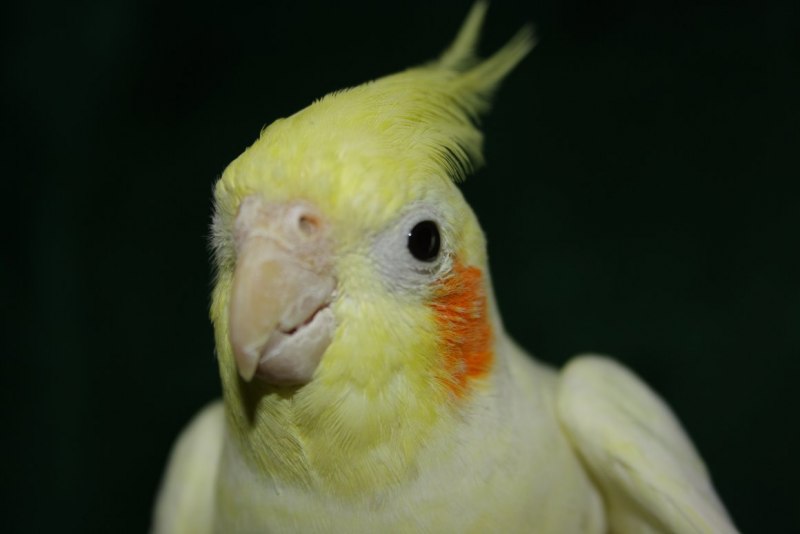 Какаду и корелла
