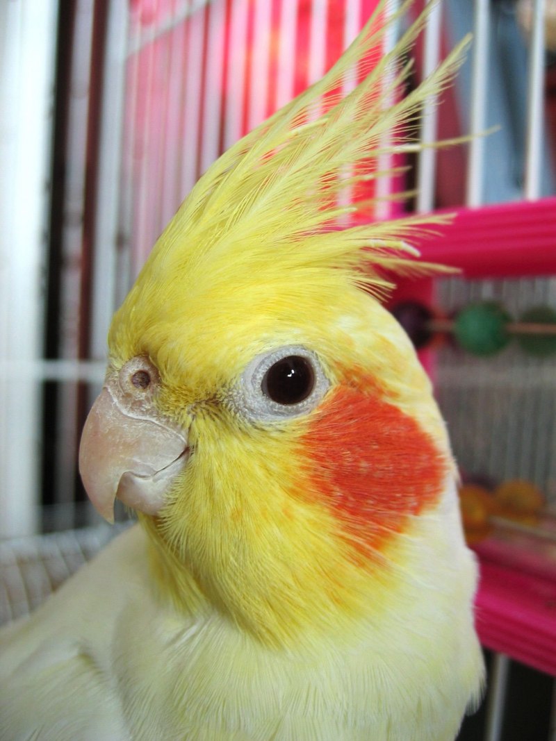 Попугай корелла желтый (66 фото)