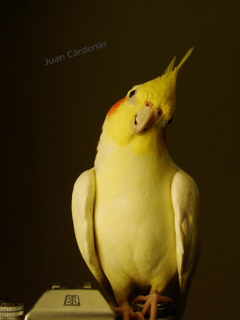 Корелла лютино