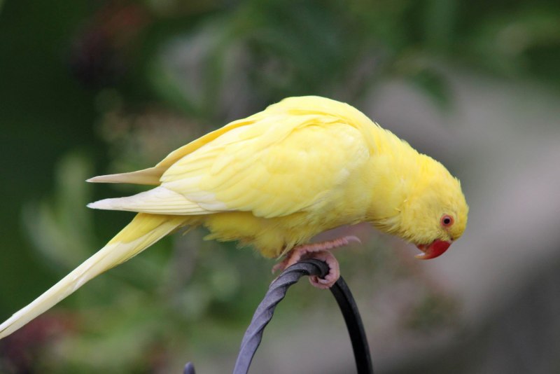 Корелла Cockatiel