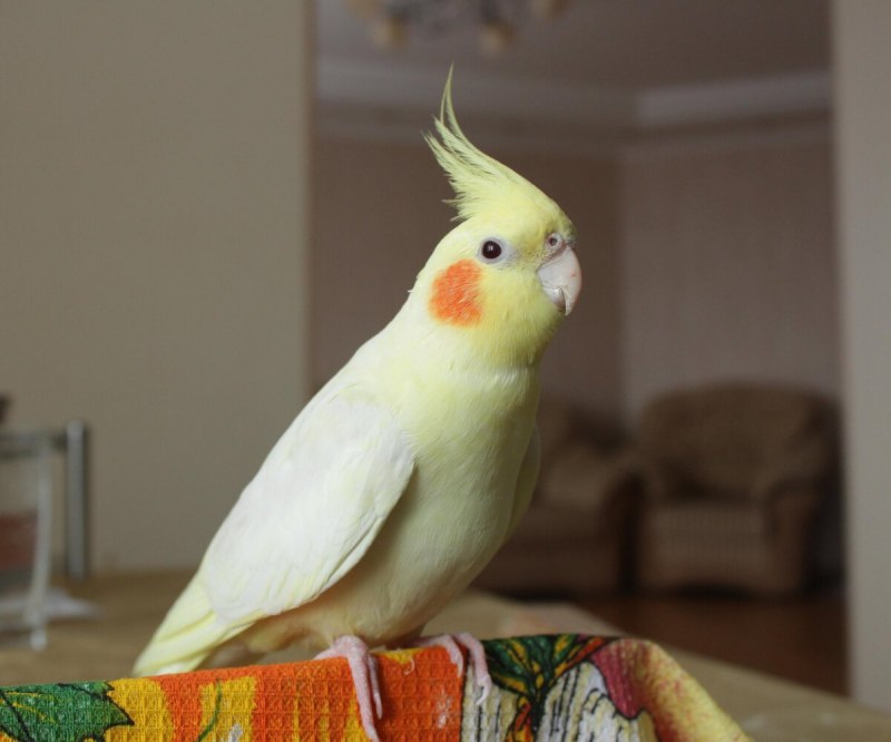 Корелла Cockatiel