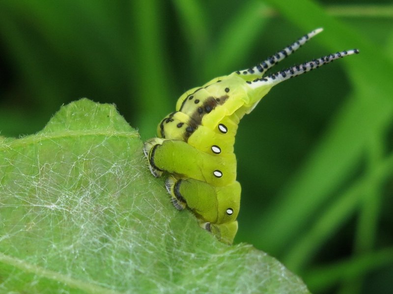 Cerura vinula