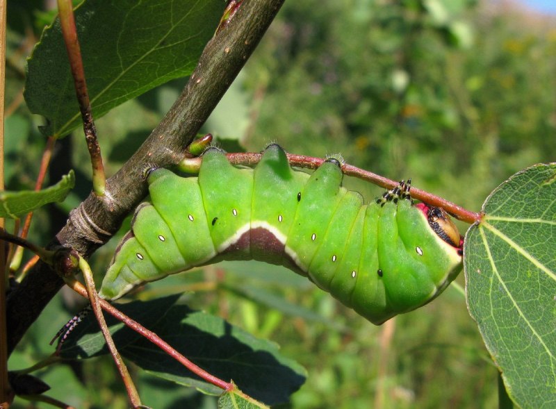 Cerura vinula