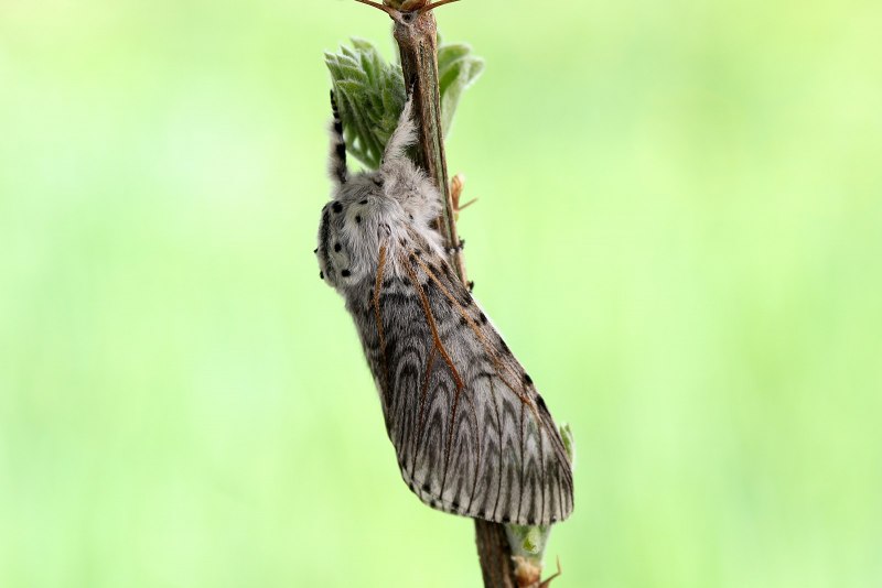 Furcula Bifida гусеница