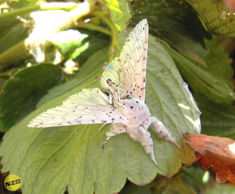 Гарпия большая (Cerura vinula), гусеница