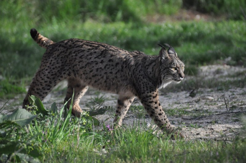 Пиренейская Рысь (Lynx pardinus):