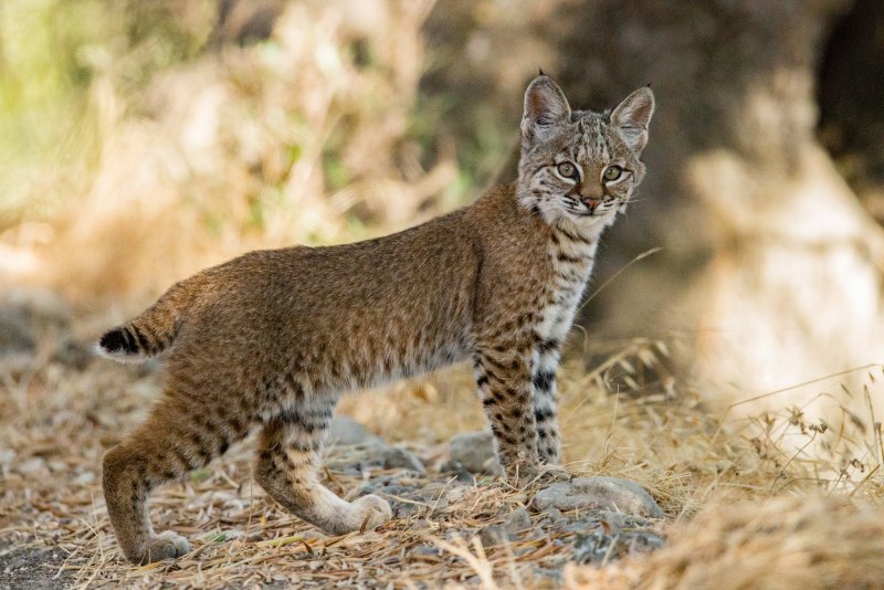 Пиренейская Рысь (Lynx pardinus):