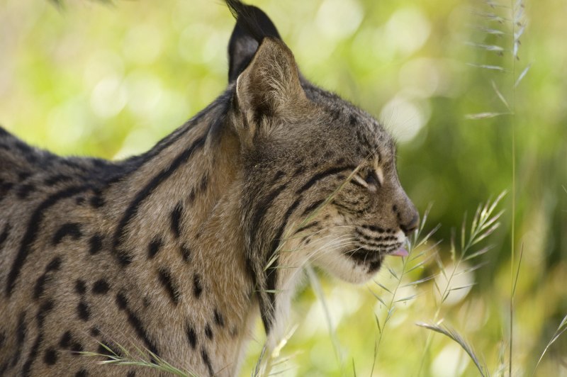 Рысь — Lynx Lynx