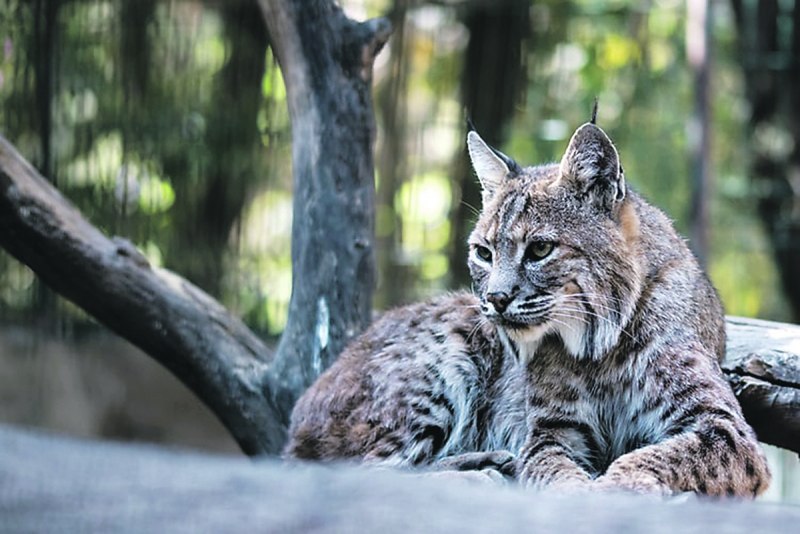 Dehesa, el Bosque del Lince Ibérico фильм