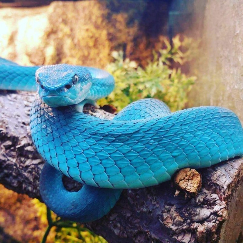 Змея Blue Racer