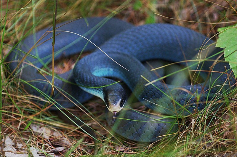 Синий гонщик змея (60 фото)