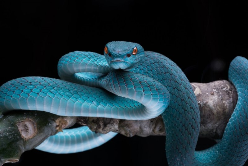 Blue Racer Coluber Constrictor