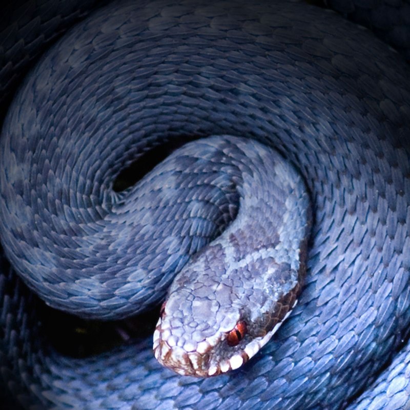 Coluber Constrictor