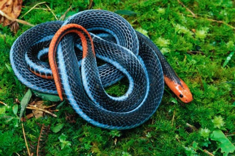 Blue Pit Viper