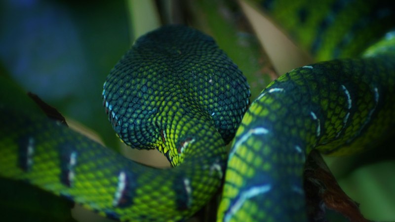 Coluber Constrictor Foxii