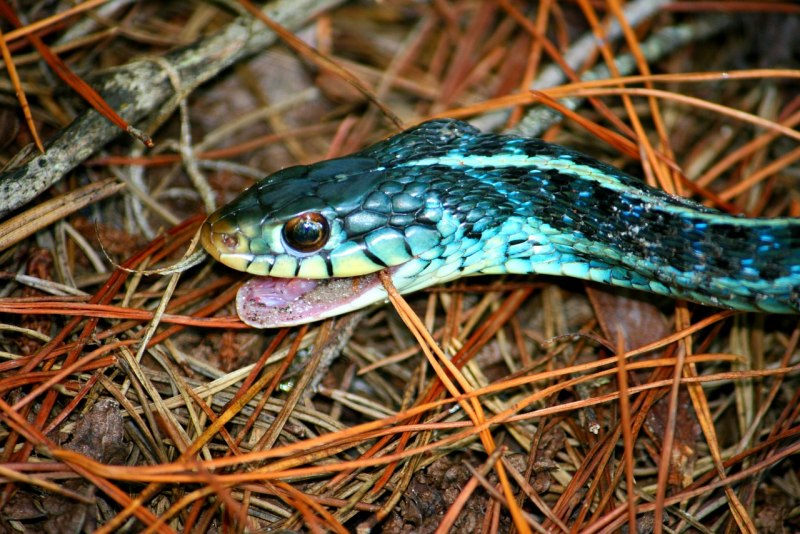 Лучистая змея Xenopeltis Unicolor