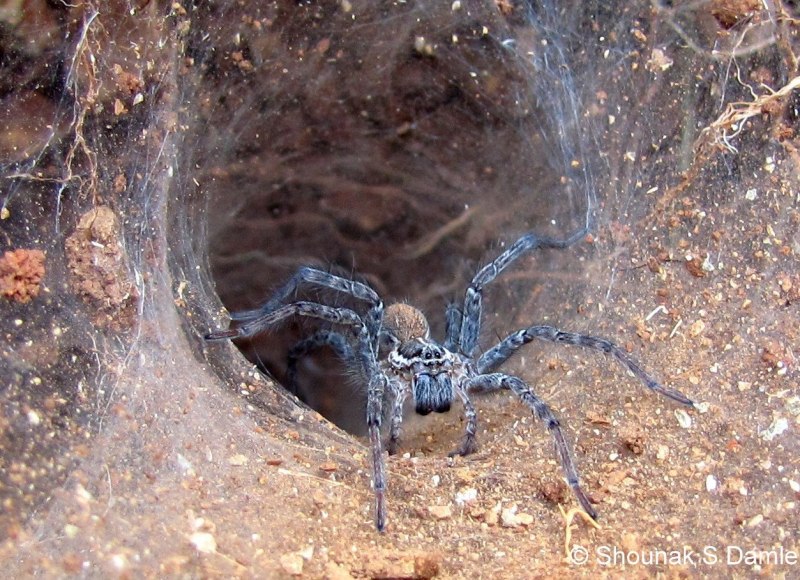 Atrax robustus паук
