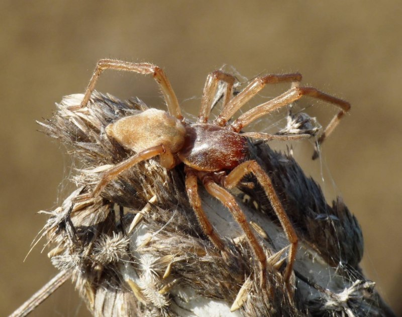 Паук австралийская вдова (красноспинный паук)(Latrodectus hasselti)