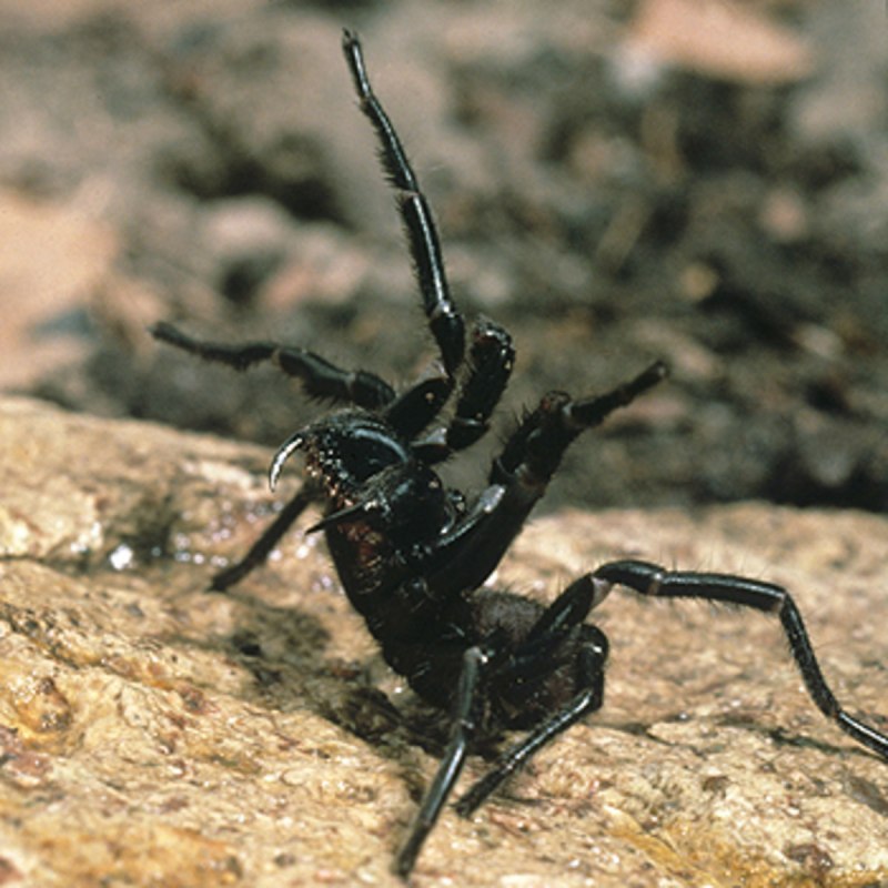 Missulena occatoria