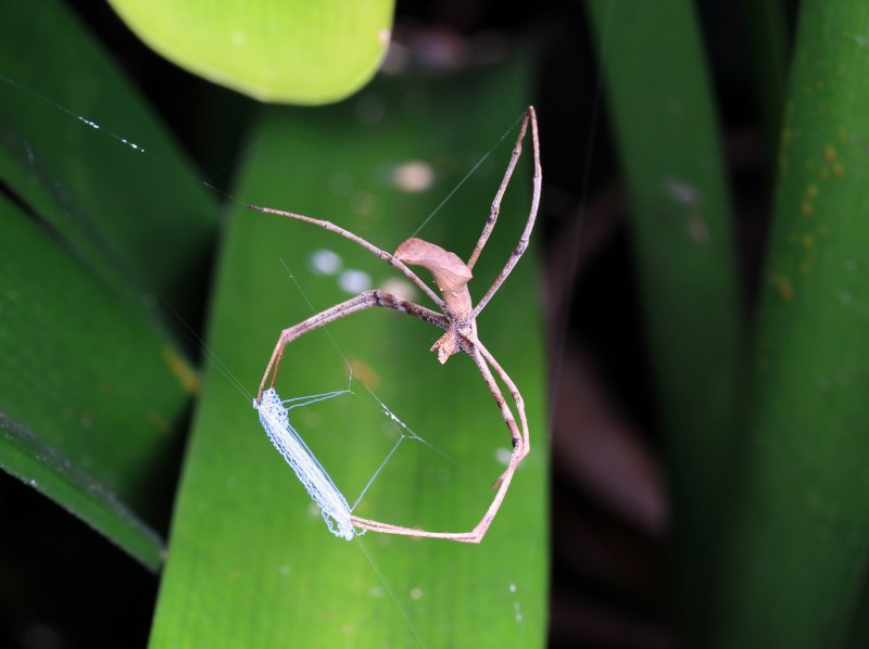 Гигантский паук-охотник (heteropoda maxima)