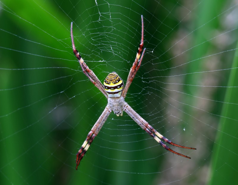 Trained jumping Spider