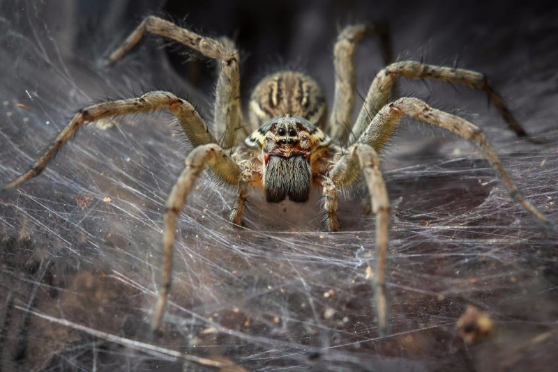 Poecilotheria Rajaei