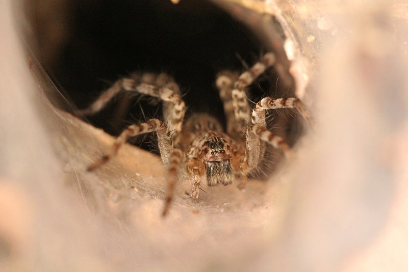 Паук австралийская вдова (красноспинный паук)(Latrodectus hasselti)