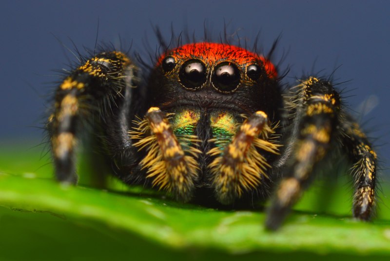Poecilotheria Metallica паук