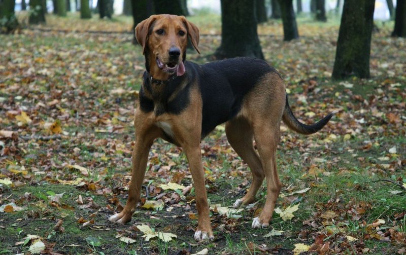 Цербер Хеллхаунд