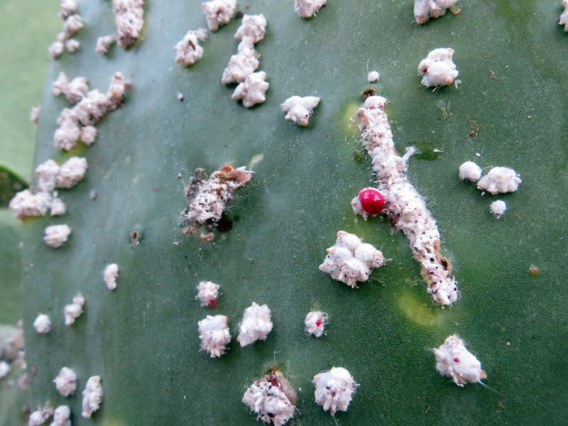 Dactylopius coccus фото