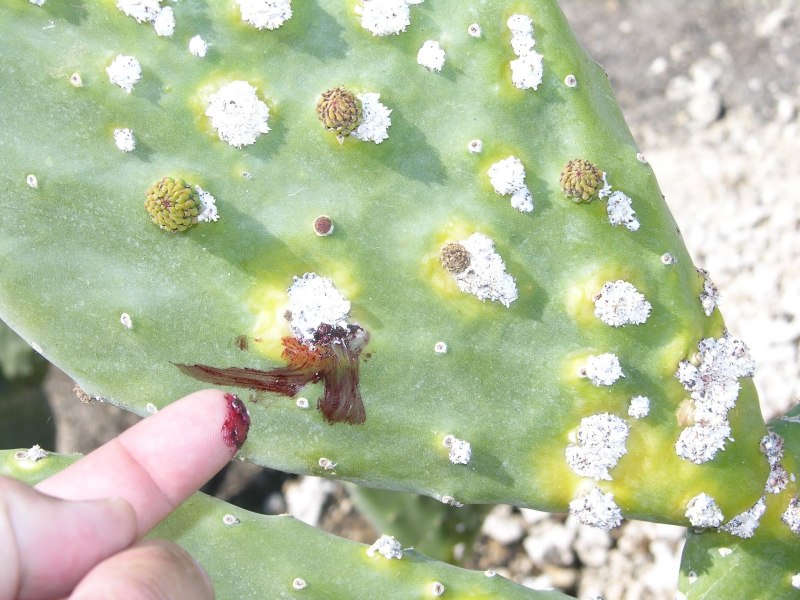 Opuntia Ficus vulgaris
