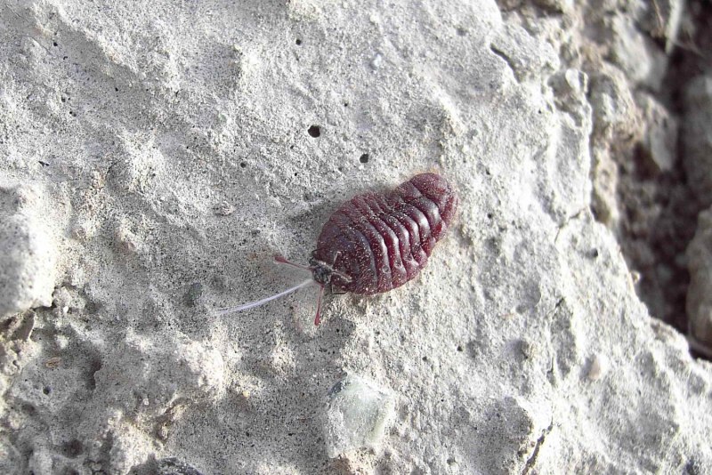 Dactylopius coccus