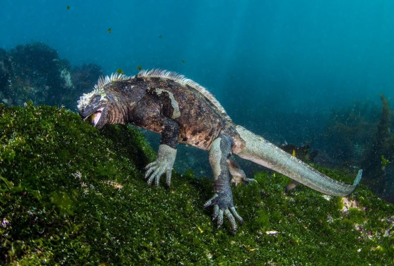 Морская игуана на Галапагосах